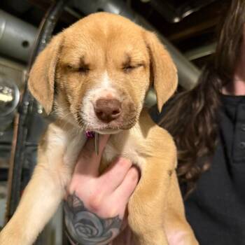 Mixed Breed Dogs Available for Adoption in Buffalo, Minnesota - Reef | PetCurious