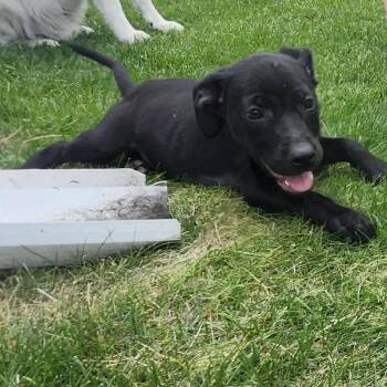 Rosie -  Mixed Breed Dog Available for Adoption in Madison, Wisconsin - Rosie | PetCurious