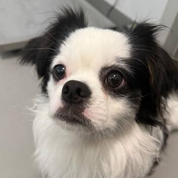 Mr.Bubbles -  Japanese Chin Dog for Adoption in Des Moines, Iowa - Mr.Bubbles | PetCurious