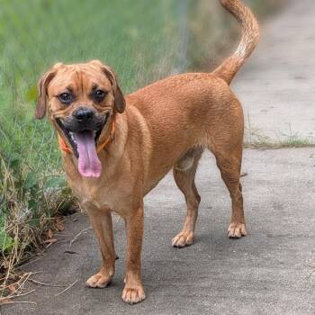 Ronnie -  Beagle and Pug Dog for Adoption in Charlottesville, Virginia - Ronnie | PetCurious