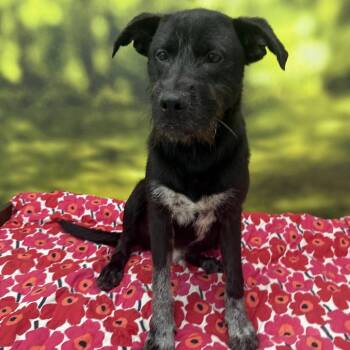 Rucker -  Mixed Breed Dog for Adoption in Auburn, New Hampshire - Rucker | PetCurious