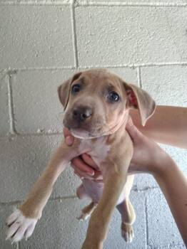 Pit Bull Terrier Dogs Available for Adoption in Murray, Kentucky - Gumball | PetCurious