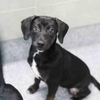 IronHide -  Mixed Breed Dog for Adoption in Atlanta, Georgia - IronHide | PetCurious