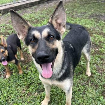 Bella -  German Shepherd Dog Dog for Adoption in Fairmont, Minnesota - Bella | PetCurious