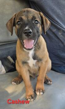 Cashew -  Mixed Breed Dog for Adoption in Okemah, Oklahoma - Cashew | PetCurious