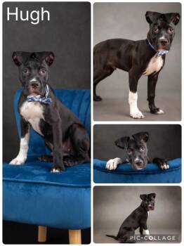 Hugh -  Mixed Breed Dog for Adoption in Enterprise, Alabama - Hugh | PetCurious