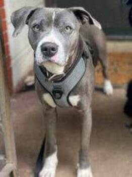 Stan -  Pit Bull Terrier Dog for Adoption in Newport, Kentucky - Stan | PetCurious
