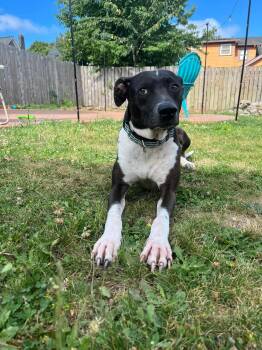 Rescue Mixed Breed Dogs for Adoption in Puyallup, Washington - Tony | PetCurious