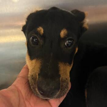 Safari 061709U -  Shepherd and Mixed Breed Dog for Adoption in Tupelo, Mississippi - Safari 061709U | PetCurious