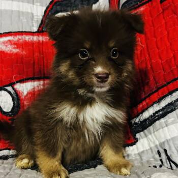 Rolly -  Pomsky Dog for Adoption in Oak Bluffs, Massachusetts - Rolly | PetCurious