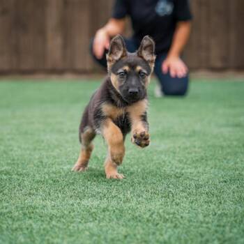 Bolt -  German Shepherd Dog Dog for Adoption - Bolt | PetCurious