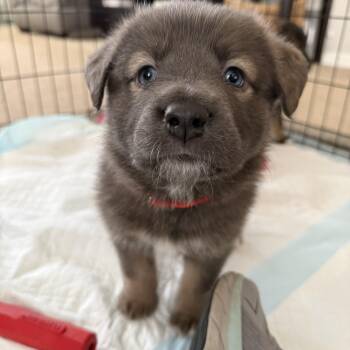 Border Collie and German Shepherd Dog Dogs Available for Adoption in Andover, Massachusetts - Nova Hufflepup | PetCurious