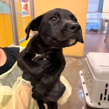Boots -  Mixed Breed Dog for Adoption in Murray, Utah - Boots | PetCurious