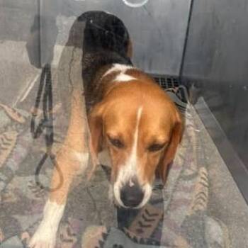 Sahara -  Beagle and Mixed Breed Dog for Adoption in Bristol, Indiana - Sahara | PetCurious