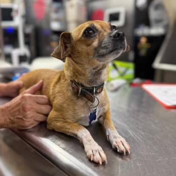 Princess Leah -  Mixed Breed Dog for Adoption in Pauls Valley, Oklahoma - Princess Leah | PetCurious
