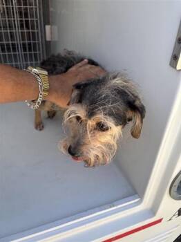 AMELIA -  Schnauzer and Mixed Breed Dog for Adoption in Houston, Texas - AMELIA | PetCurious