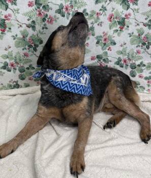 261289  Keg -  Australian Cattle Dog Blue Heeler Dog for Adoption in Wetumpka, Alabama - 261289  Keg | PetCurious