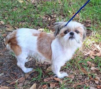 Liridona WA14586-T -  Shih Tzu Dog for Adoption in Missouri City, Texas - Liridona WA14586-T | PetCurious