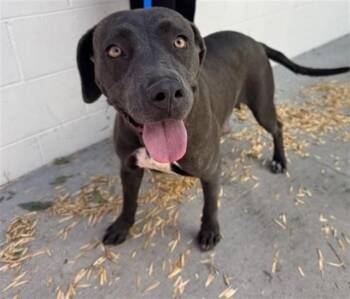 BROWNIE -  Pit Bull Terrier Dog for Adoption in San Bernardino, California - BROWNIE | PetCurious