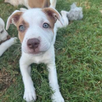 Sweetie -*Available 8/29*Chino Hills Location -  Shepherd and Cattle Dog Dog for Adoption in Chino Hills, California - Sweetie -*Available 8/29*Chino Hills Location | PetCurious