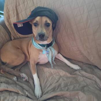 JAKE is such a good boy -  Pit Bull Terrier and Basenji Dog for Adoption in Kaufman, Texas - JAKE Is Such A Good Boy | PetCurious
