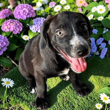 Dionne -  Hound and Wirehaired Terrier Dog for Adoption in Plainfield, Connecticut - Dionne | PetCurious