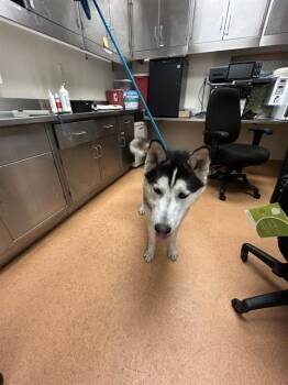 Siberian Husky Dogs Available for Adoption in Martinez, California - JACK SPARROW | PetCurious