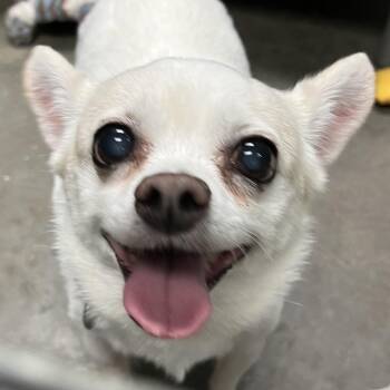 Hector -  Chihuahua Dog for Adoption in Sarasota, Florida - Hector | PetCurious