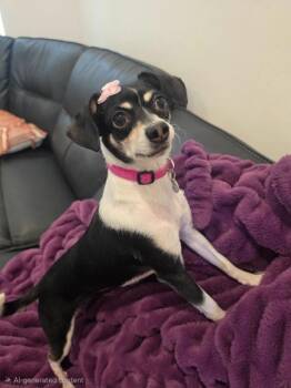 Shay -  Chihuahua Dog for Adoption in Millcreek, Utah - Shay | PetCurious