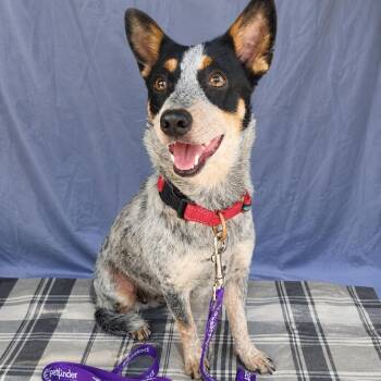 Australian Cattle Dog Blue Heeler Dogs Available for Adoption in Plainfield, Connecticut - Marina | PetCurious