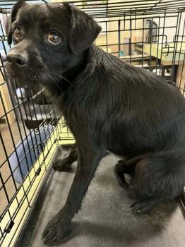 Rescue Terrier and Schnauzer Dogs for Adoption in Rockwall, Texas - Found Stray: Oakley | PetCurious