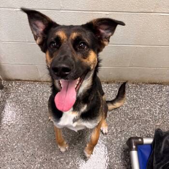 Rescue Australian Shepherd and German Shepherd Dog Dogs for Adoption in Parkersburg, West Virginia - Doja | PetCurious