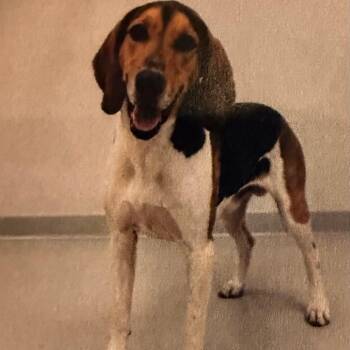 Forklift -  Hound Dog for Adoption in Savannah, Georgia - Forklift | PetCurious