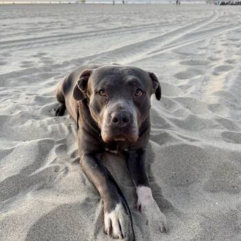 Staffordshire Bull Terrier Dogs Available for Adoption in Santa Monica, California - Princess | PetCurious