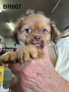 Gramps 007 -  Havanese and Shih Tzu Dog for Adoption in Boone, Colorado - Gramps 007 | PetCurious