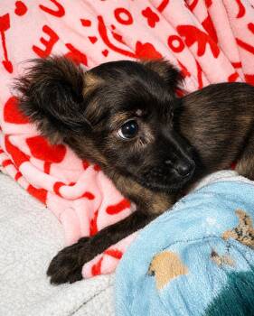 Chihuahua and Pomeranian Dogs Available for Adoption in Fresno, California - Strawberry | PetCurious