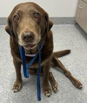 Chocolate Labrador Retriever Dogs Available for Adoption in Killingworth, Connecticut - Piper 24 | PetCurious
