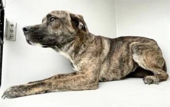 Plott Hound Dogs Available for Adoption in Houston, Texas - A654719 | PetCurious