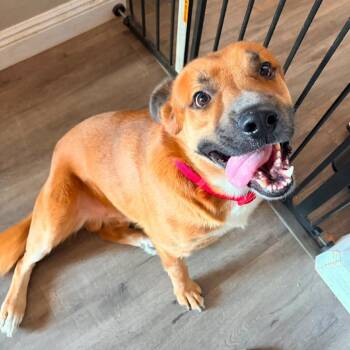 *** Red -  Mixed Breed Dog for Adoption in Oceanside, California - *** Red | PetCurious