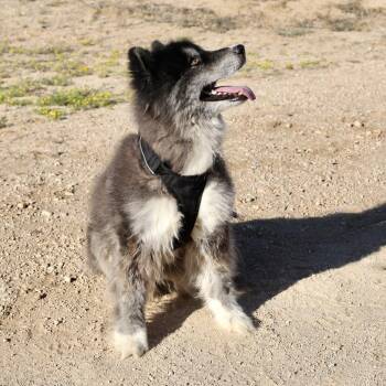 Rescue Akita and Husky Dogs for Adoption in Joshua Tree, California - REX | PetCurious