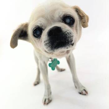 Pool Party 14344 -  Pug Dog for Adoption in San Francisco, California - Pool Party 14344 | PetCurious