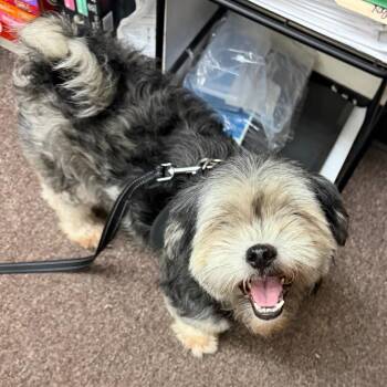 Toby C-34367 -  Shih Tzu Dog for Adoption in Oklahoma City, Oklahoma - Toby C-34367 | PetCurious
