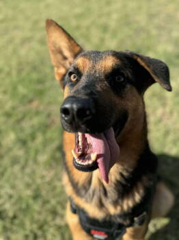 Rescue Shepherd Dogs for Adoption in Newport, New Hampshire - Thistle | PetCurious