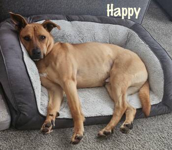 German Shepherd Dog and Black Mouth Cur Dogs Available for Adoption - Happy | PetCurious