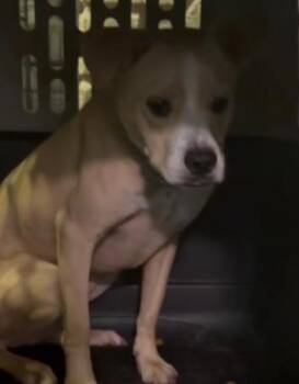 Cam -  Pit Bull Terrier and Terrier Dog for Adoption in Mustang, Oklahoma - Cam | PetCurious