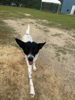 Navy -  Australian Cattle Dog Blue Heeler and Pointer Dog for Adoption in Conway, South Carolina - Navy | PetCurious