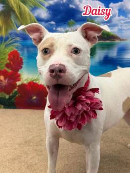 Daisy -  Mixed Breed Dog for Adoption in Flint, Michigan - Daisy | PetCurious