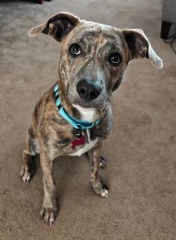 Sparkles -  Mixed Breed Dog for Adoption in Harbor Springs, Michigan - Sparkles | PetCurious