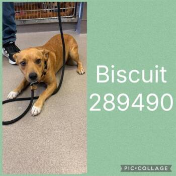 BISCUIT -  Mixed Breed Dog for Adoption in Macon, Georgia - BISCUIT | PetCurious