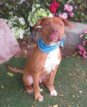 THEO -  Pit Bull Terrier Dog for Adoption in Oklahoma City, Oklahoma - THEO | PetCurious